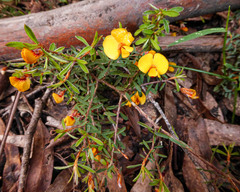 Pultenaea reflexifolia