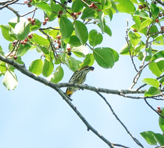 Dicaeum chrysorrheum