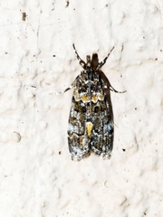Eudonia protorthra