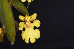 Erycina pusilla