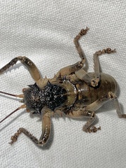 Spalacomimus magnus