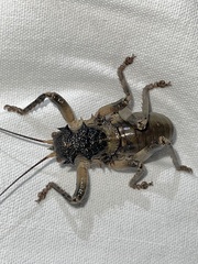 Spalacomimus magnus