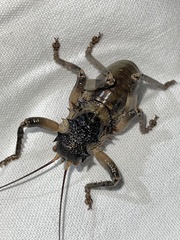 Spalacomimus magnus