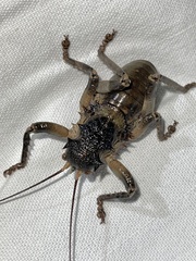 Spalacomimus magnus
