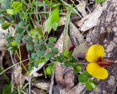 Bossiaea cordigera