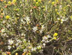 Melaleuca brevifolia