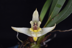 Maxillaria peruviana