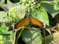 Danaus chrysippus