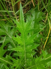 Cirsium vulgare