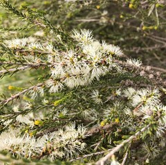 Melaleuca brevifolia