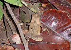 Rhinella margaritifera