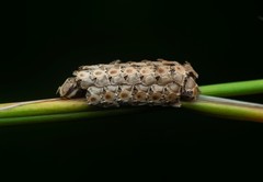 Trachythorax illaesa
