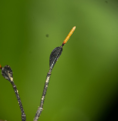 Dalader planiventris