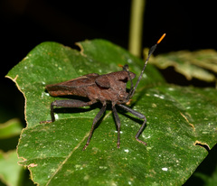 Dalader planiventris