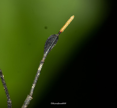 Dalader planiventris