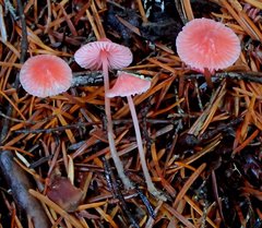 Mycena monticola