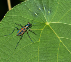 Cosmodela barmanica