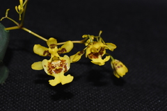 Oncidium pentadactylon