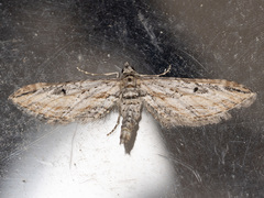 Eupithecia acutipennis