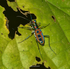 Cosmodela barmanica