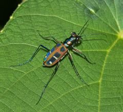 Cosmodela barmanica