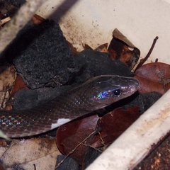 Pseudoboa nigra