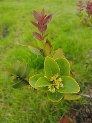 Xylosma spiculifera