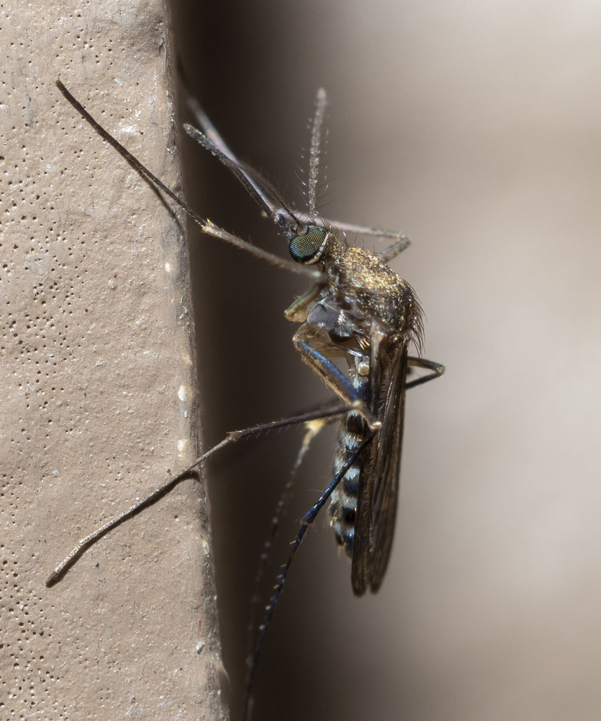 Culex erraticus from Papeete Dr, Plano, TX 75075, USA on November 05 ...