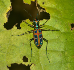 Cosmodela barmanica