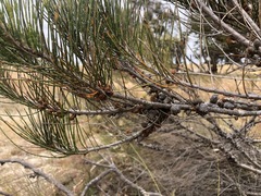 Allocasuarina mackliniana