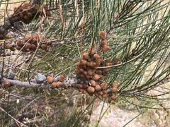 Allocasuarina mackliniana