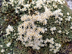 Kelleria