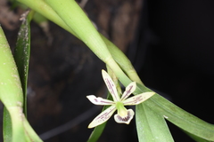 Prosthechea abbreviata