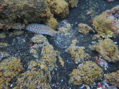 Gymnothorax undulatus