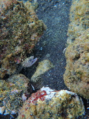 Gymnothorax undulatus