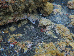 Gymnothorax undulatus