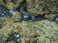 Gymnothorax undulatus