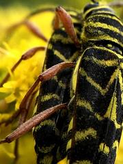 Megacyllene robiniae