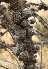 Allocasuarina mackliniana