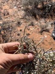 Atriplex nummularia nummularia