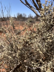 Atriplex nummularia nummularia