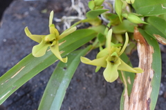 Maxillaria uniflora