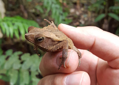 Rhinella margaritifera