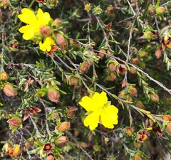 Hibbertia devitata