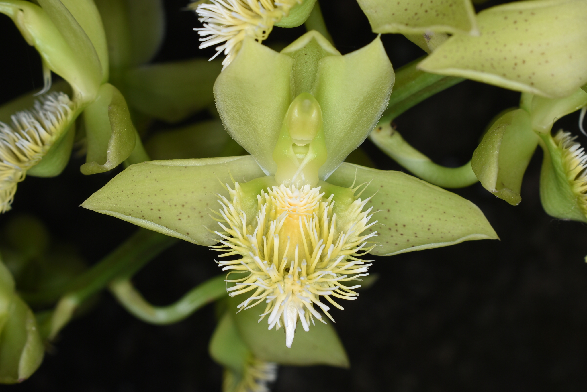 Imagem de Catasetum barbatum é popularmente conhecida como "catasetum"