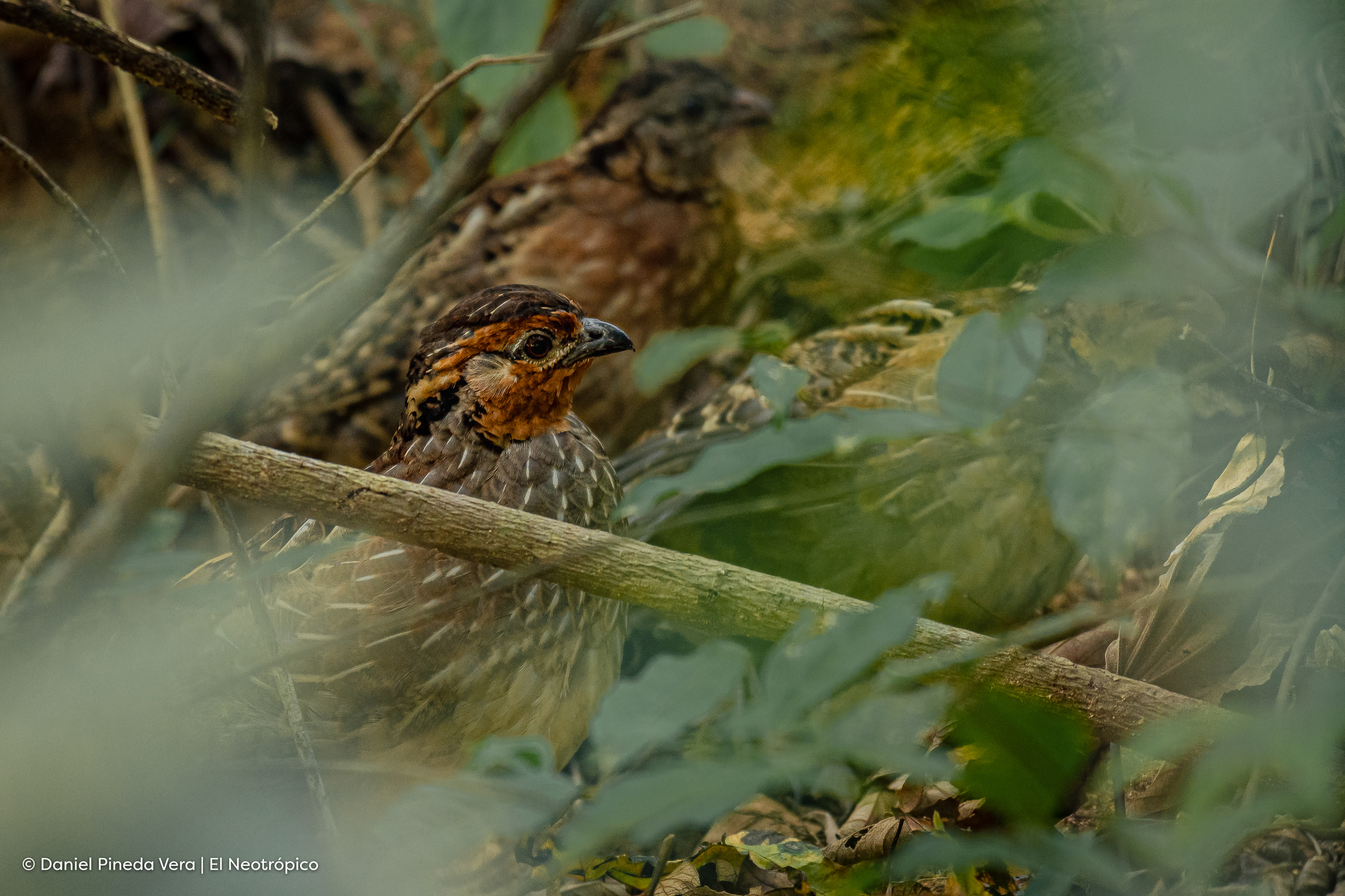 Singing Quail illustration