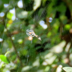 Araneidae