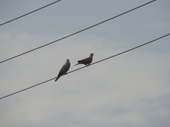 Streptopelia decaocto