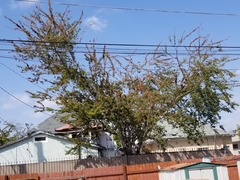 Pithecellobium insigne