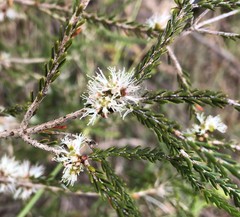 Melaleuca brevifolia